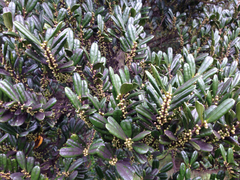 Angiospermae