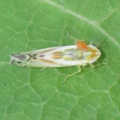 Alconeura unipuncta