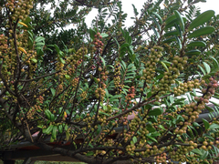 Angiospermae