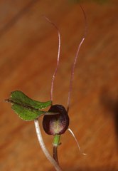 Corybas trilobus