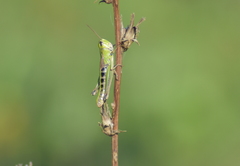 Chorthippus fallax fallax