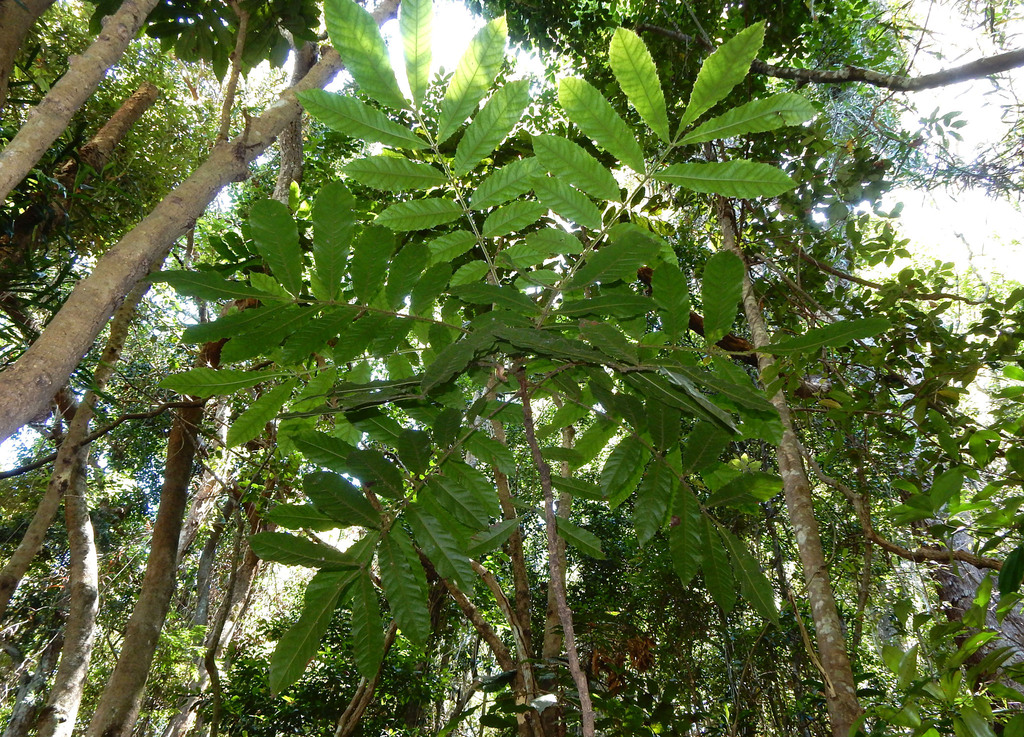 Davidsonia jerseyana; photograph (c) Lachlan Copeland, some rights reserved (CC BY-SA)
