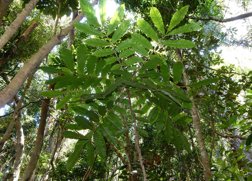 Mullumbimby plum (Davidsonia jerseyana)