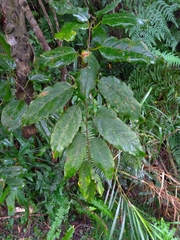 Actinidia rufa