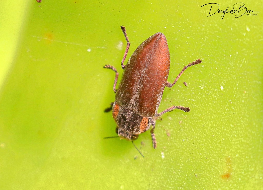 Oedisterna