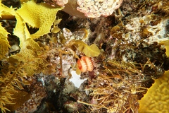 Sycozoa cerebriformis