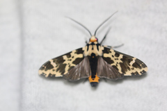 Eucereon consorta