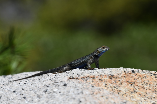 iNaturalist observation photo of Western Fence Lizard