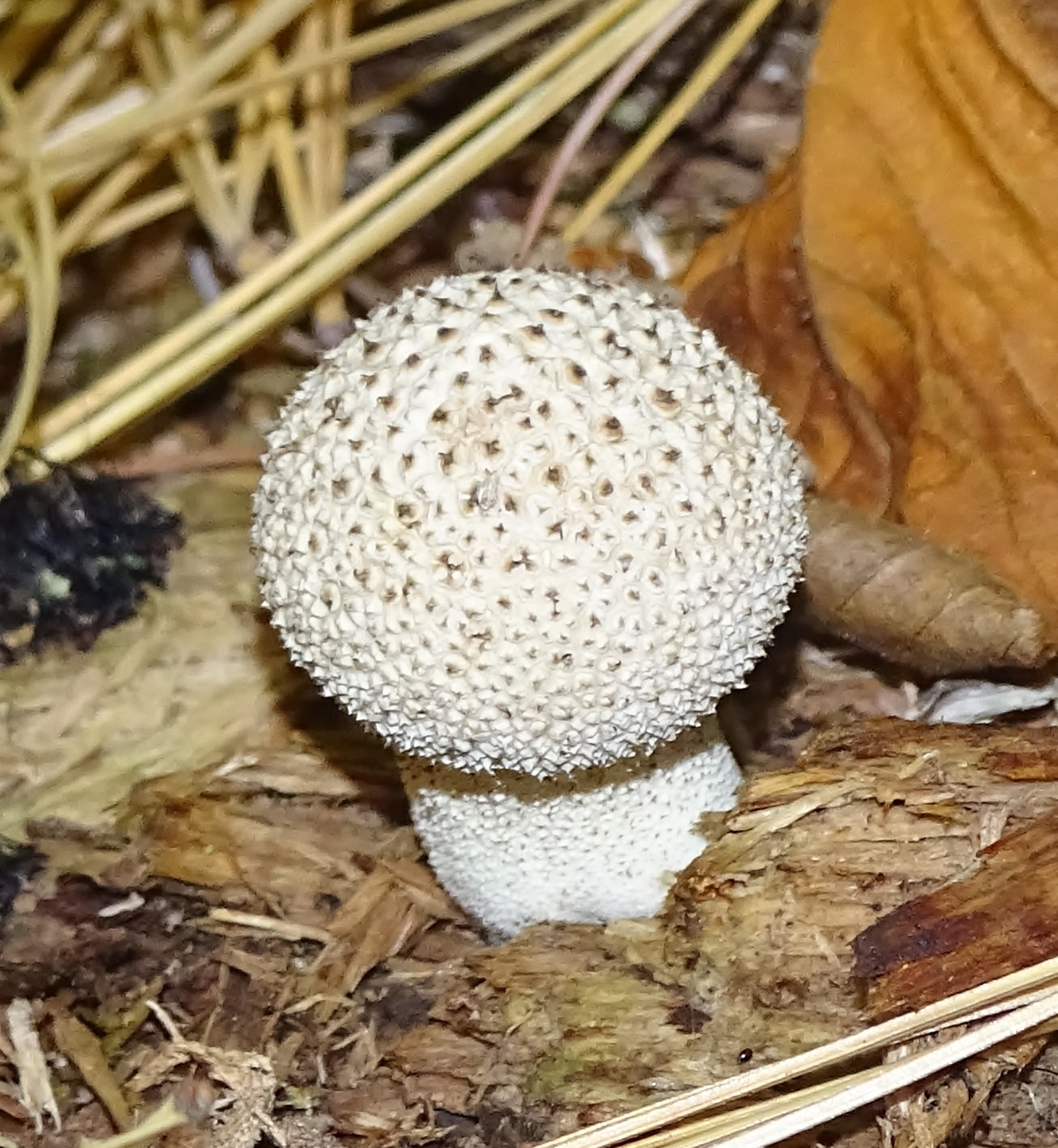 Lycoperdon excipuliforme image