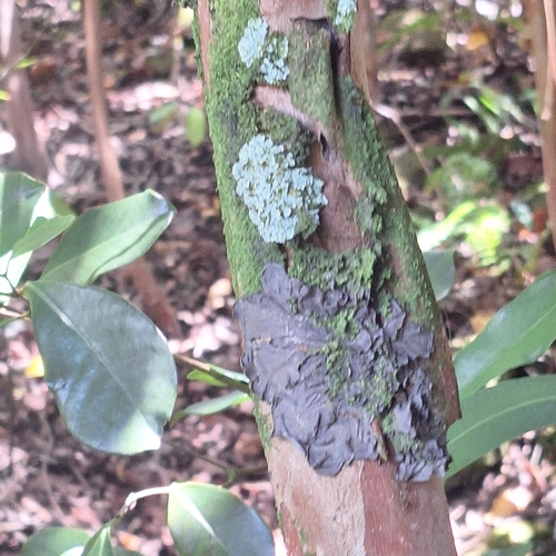 Leptogium, 2025-06-23