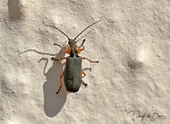 Afronycha emarginata