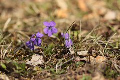 Viola hirta