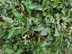 Ligustrum robustum perrottetii
