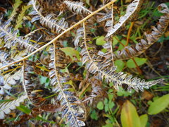 Cryptomycina pteridis