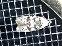 Scatochresis innumera