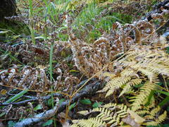 Cryptomycina pteridis