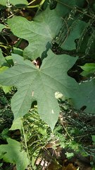 Camonea vitifolia
