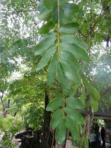 Image of Baikiaea plurijuga by no rights reserved
