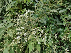 Ligustrum robustum perrottetii