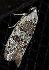 Scatochresis innumera