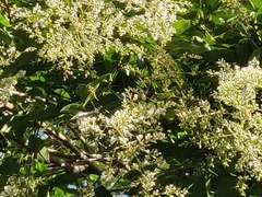 Ligustrum robustum perrottetii