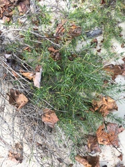 Conradina verticillata