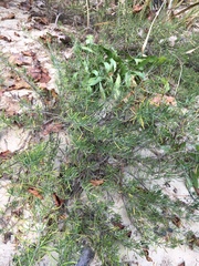 Conradina verticillata