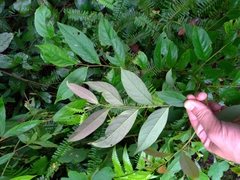 Glochidion acuminatum