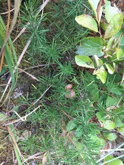 Conradina verticillata