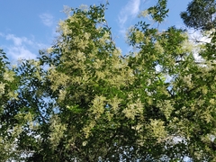 Ligustrum robustum perrottetii