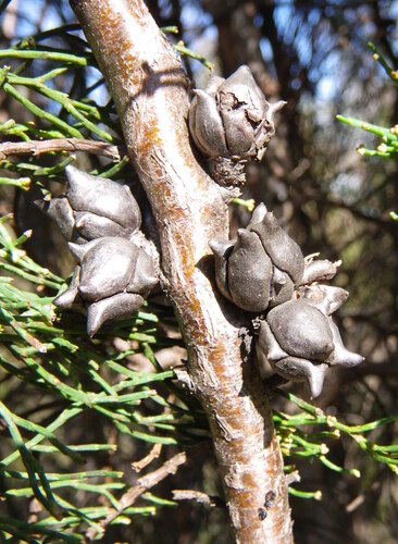 Tasmanian cypress-pine (Callitris oblonga)