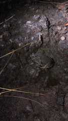 Rhinella mirandaribeiroi