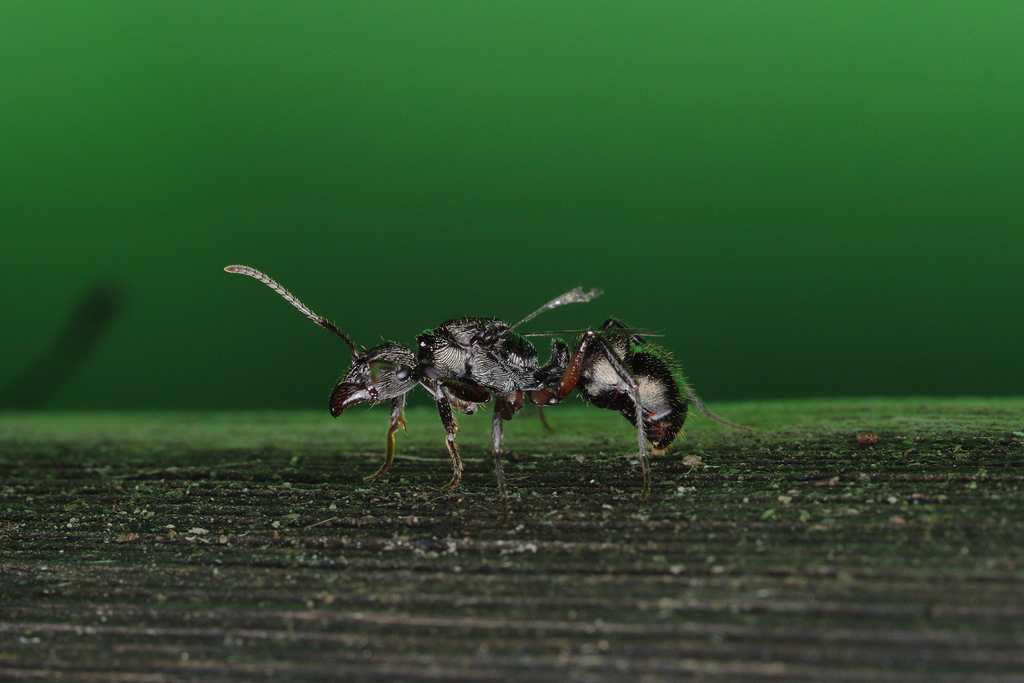 Ectatomma edentatum