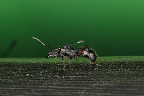 Ectatomma edentatum