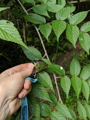 Rubus cockburnianus