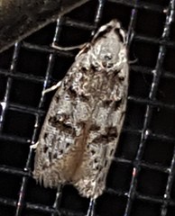 Scatochresis innumera