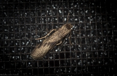 Graphosia stenopepla