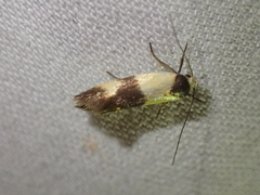 Antipterna euanthes