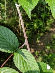Rubus cockburnianus