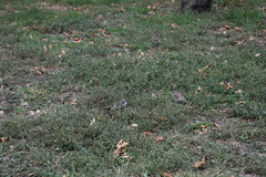 Passer domesticus