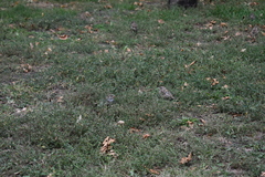 Passer domesticus