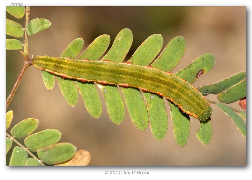 Mexican Yellow (Insects and Arachnids of Coronado National