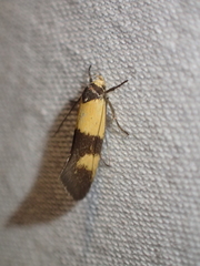 Antipterna euanthes