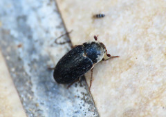 Dermestes frischii