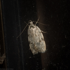 Barea nymphica