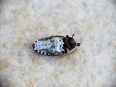 Dermestes frischii