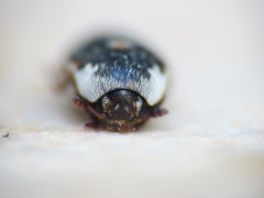 Dermestes frischii