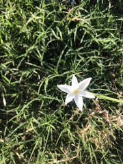 Zephyranthes chlorosolen