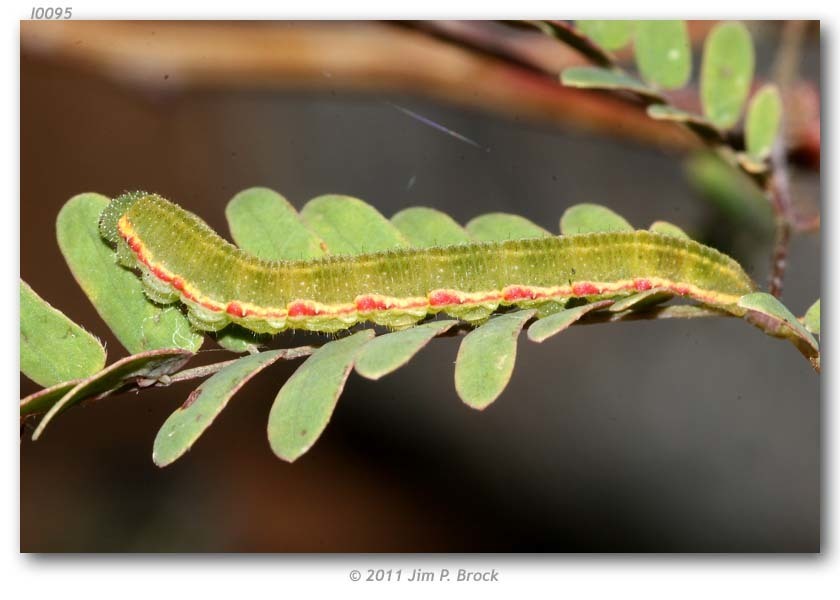 Mexican Yellow (Insects and Arachnids of Coronado National