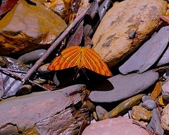 Chersonesia intermedia